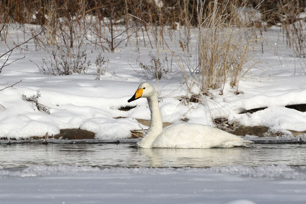 Редкий зимний гость! (Лебедь-кликун)