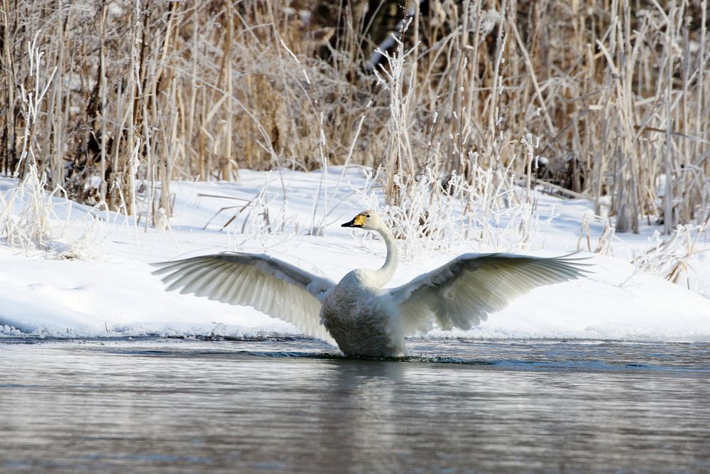 Утренняя разминка (Лебедь-кликун)