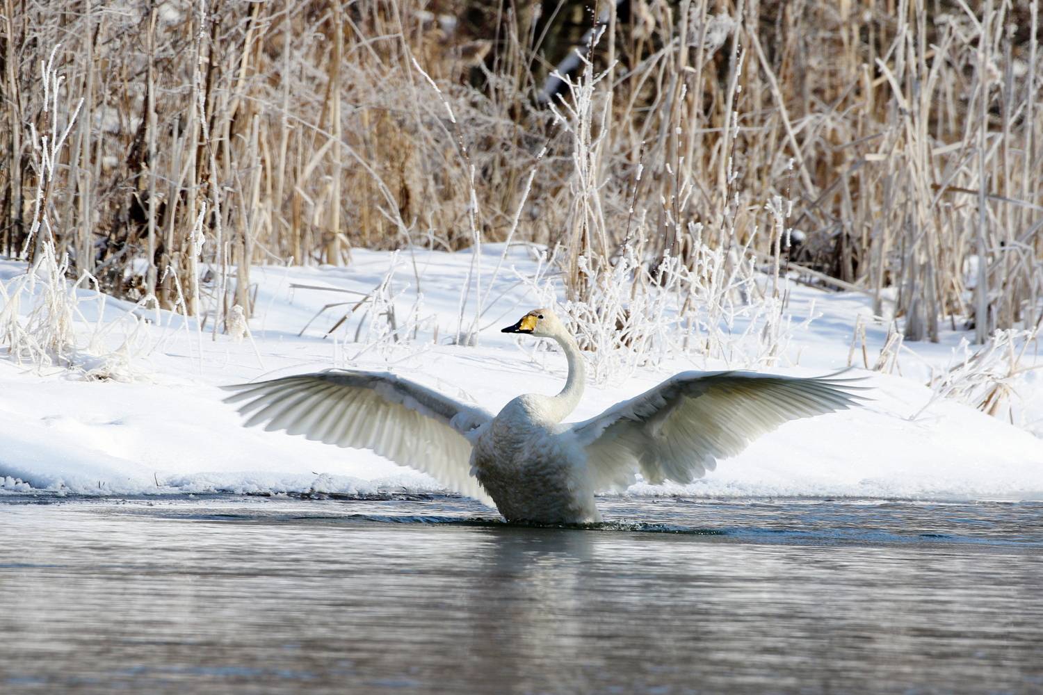 Утренняя разминка (Лебедь-кликун)