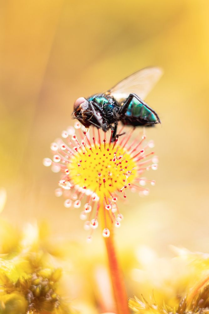 Photograph by Алёна Тиханович