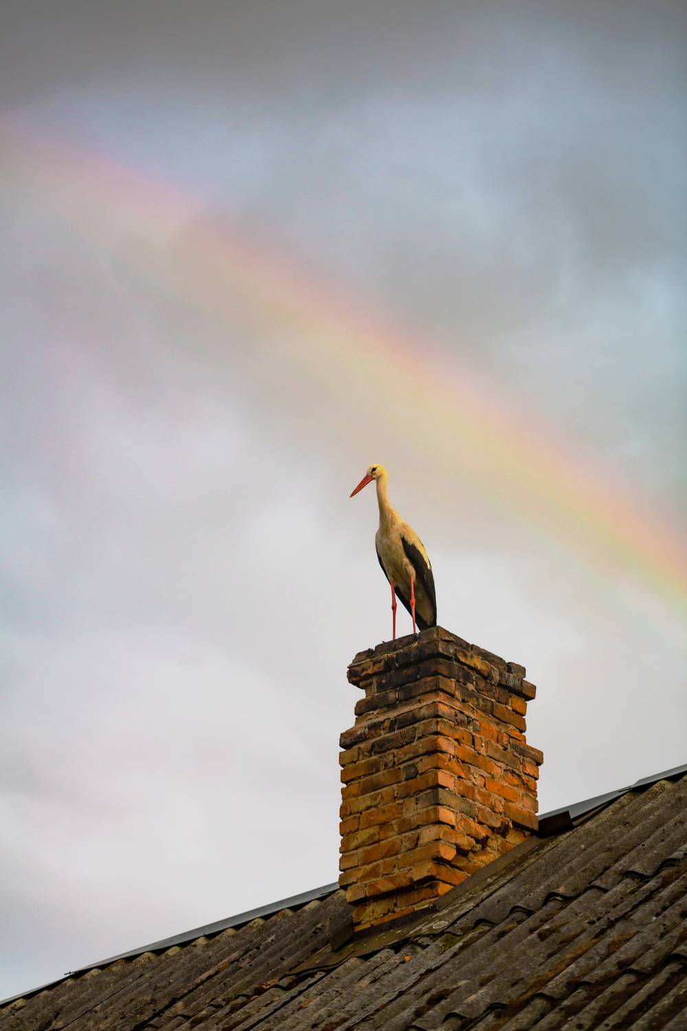 Фотография #13361155