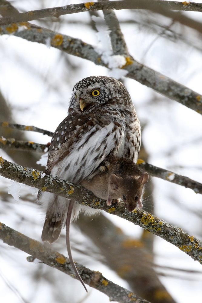 Воробьиный сычик с добычей