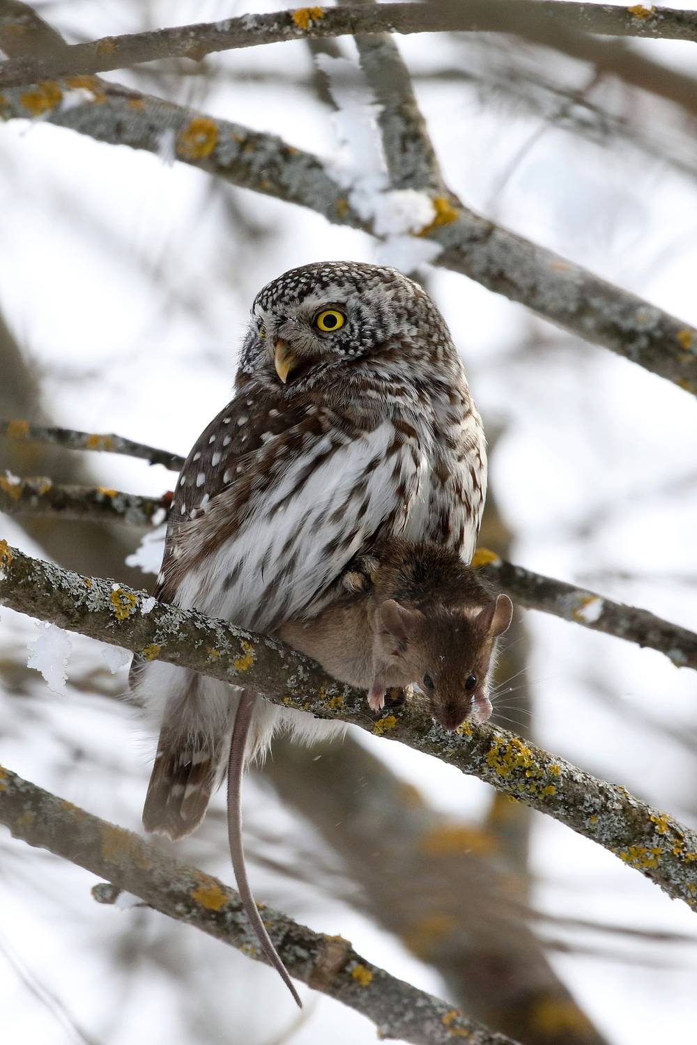 Воробьиный сычик с добычей