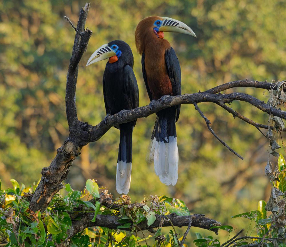 HORNBILL