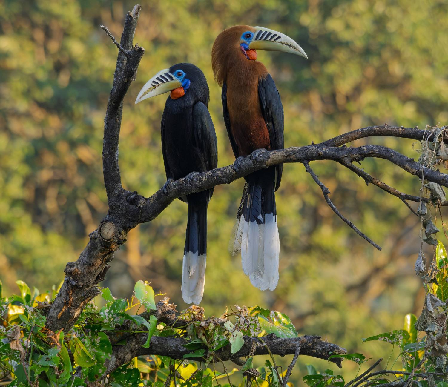 HORNBILL
