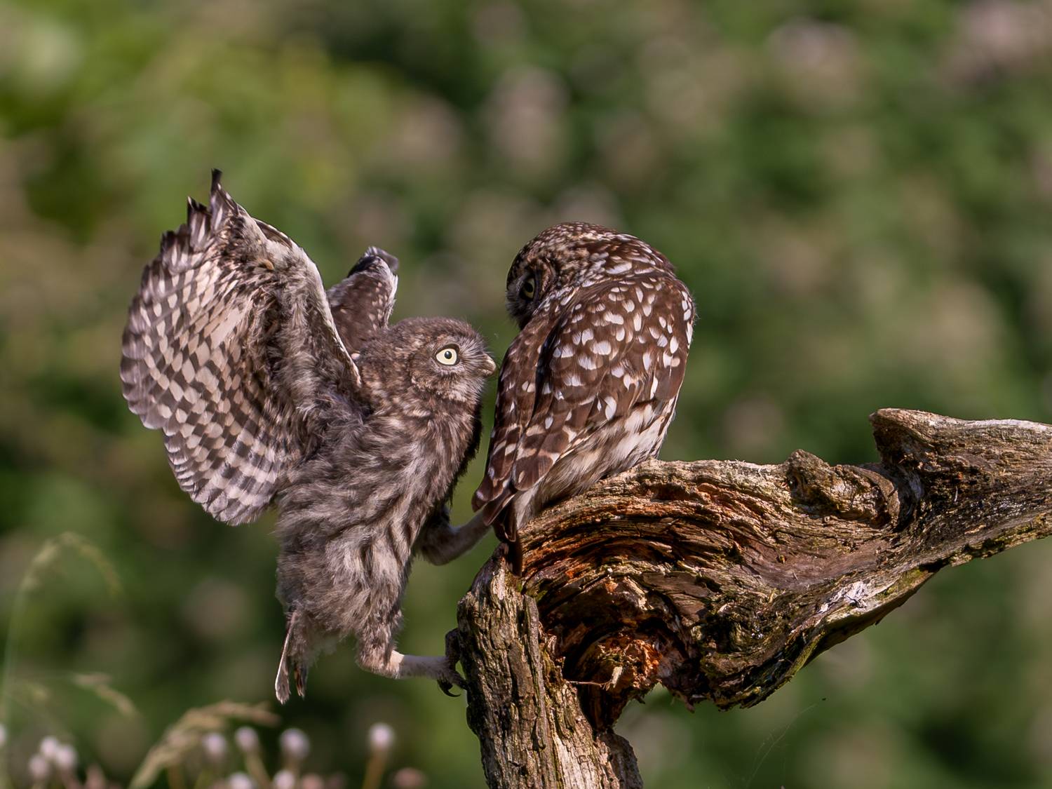 Фотография #13361319