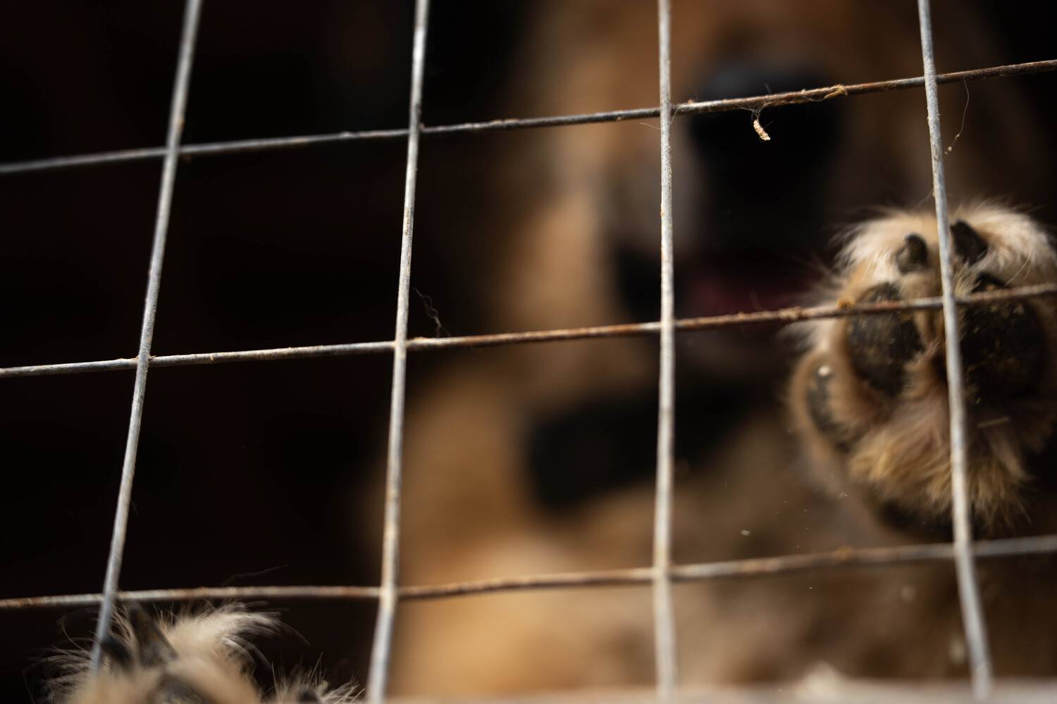 A dog from a shelter