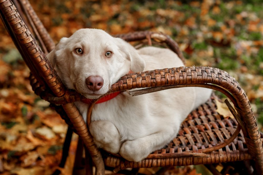 Photograph by Оксана Пучкова