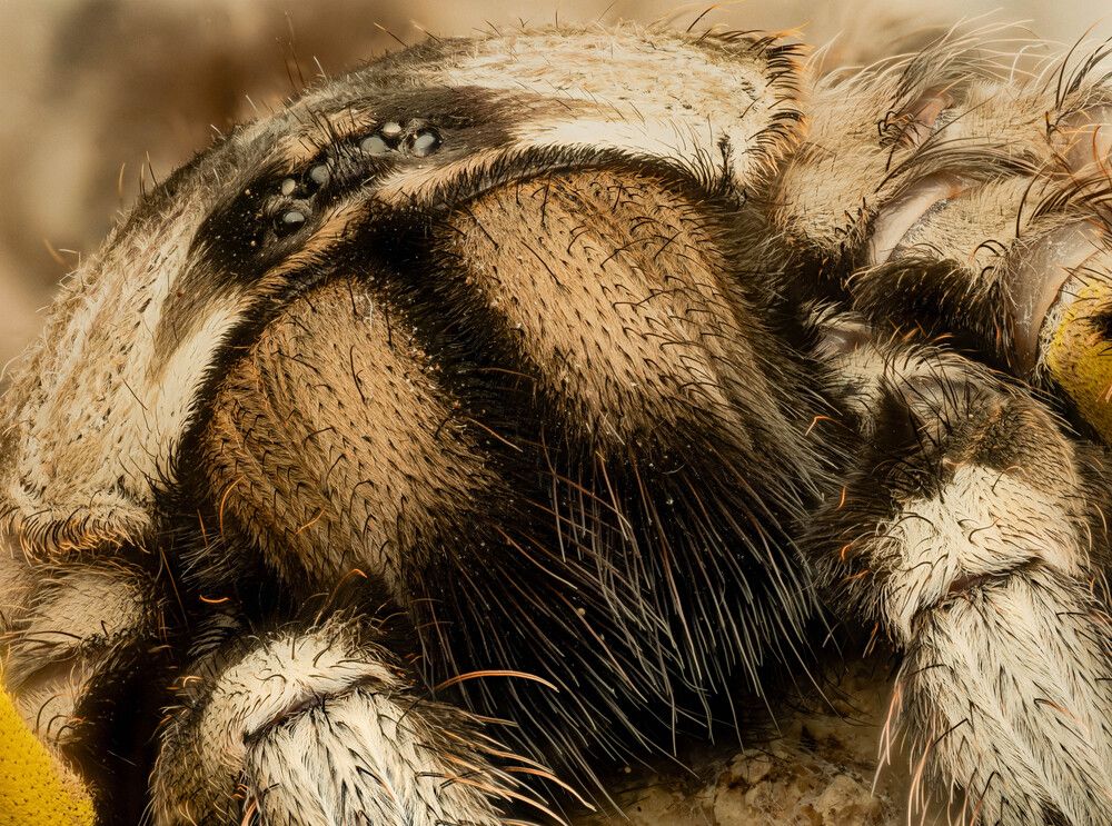 Портрет Poecilotheria Regalis