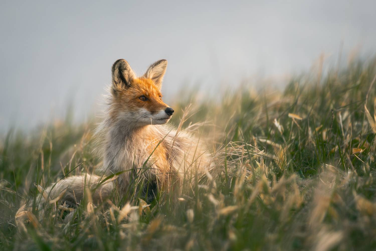 Один день из жизни Шикотанской лисы