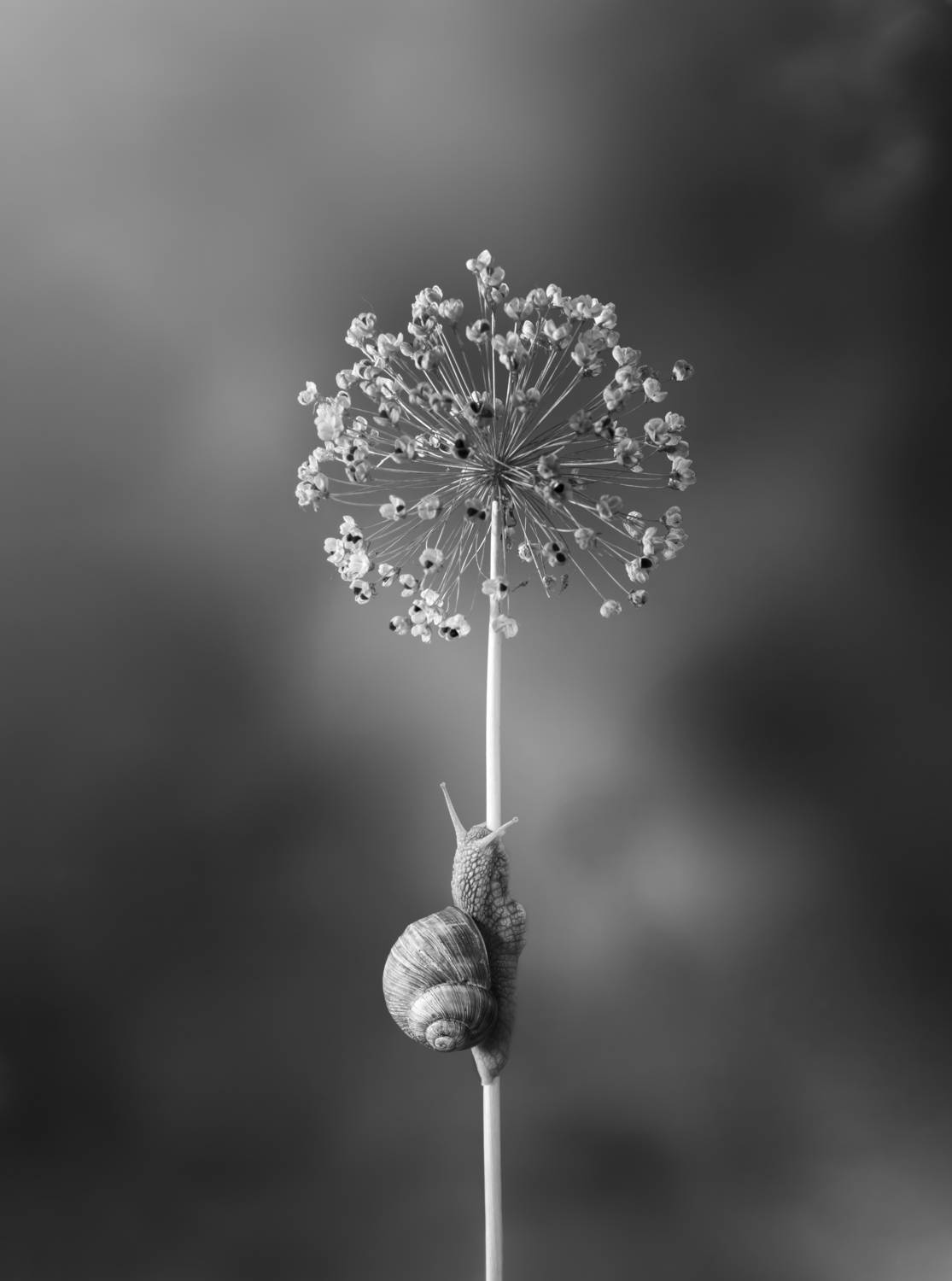 Путь к вершине Путь к вершине