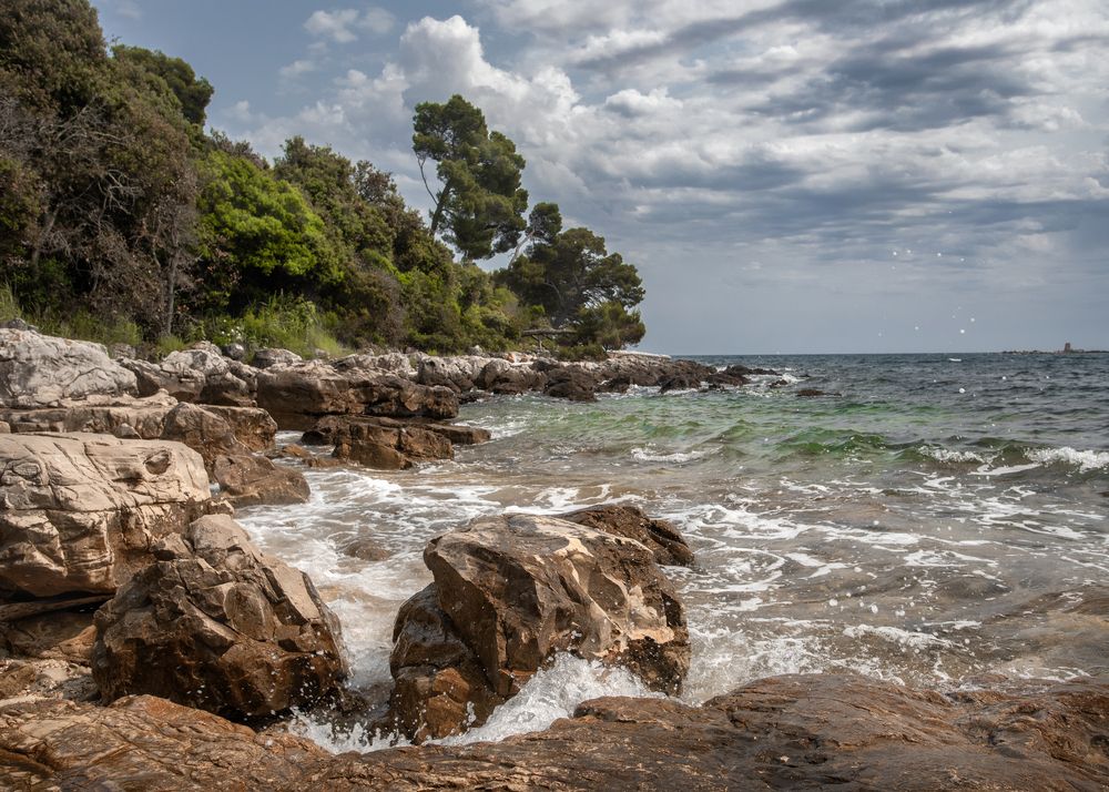 Pines and stones