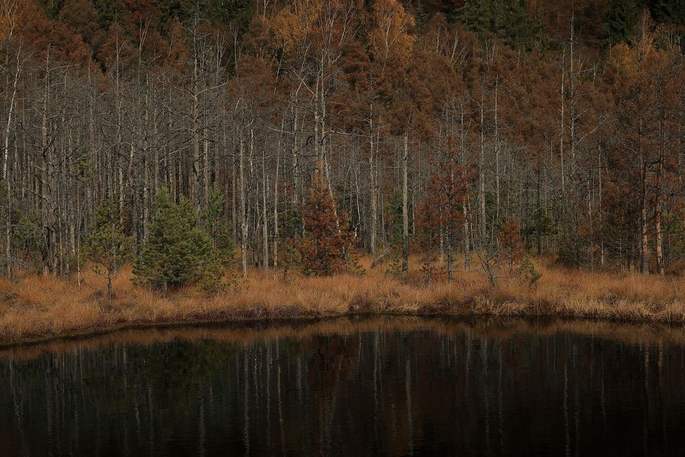 Photograph by Dorina Girlea