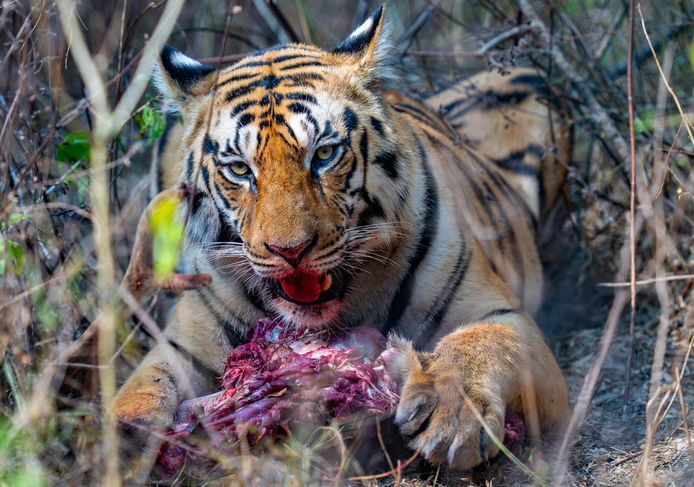 Feast in the Shadows