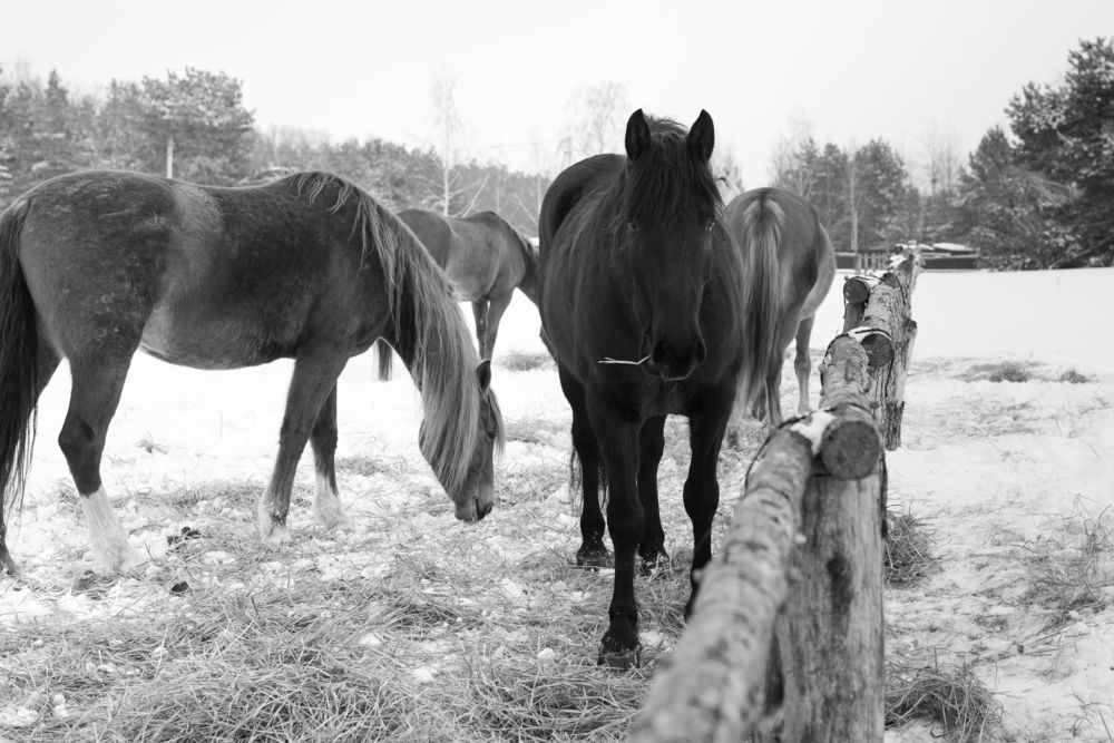 Photograph by Светлана Зайкова