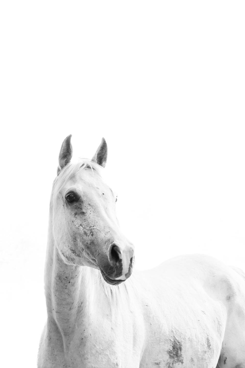 Photo #13362119