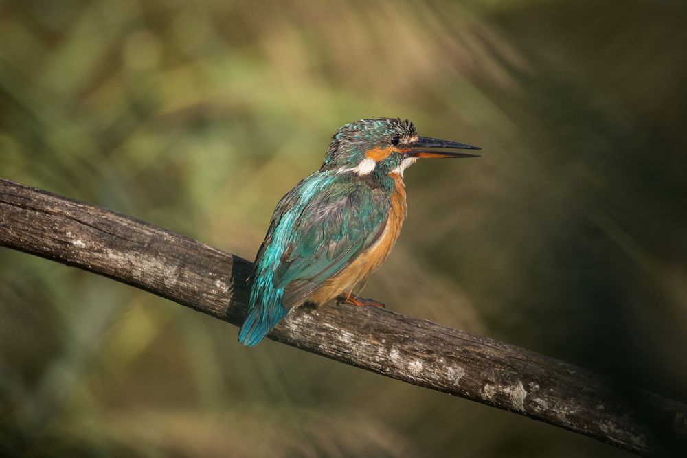 Photograph by Pierluigi Nisi
