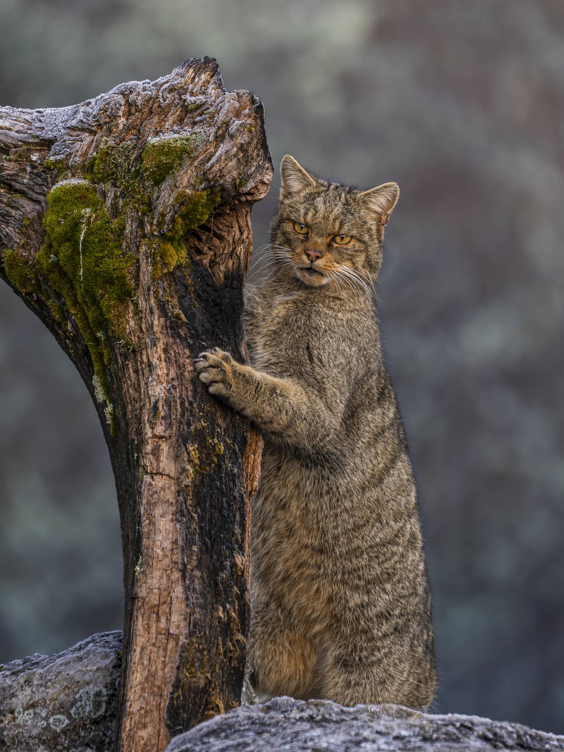 Wildcat