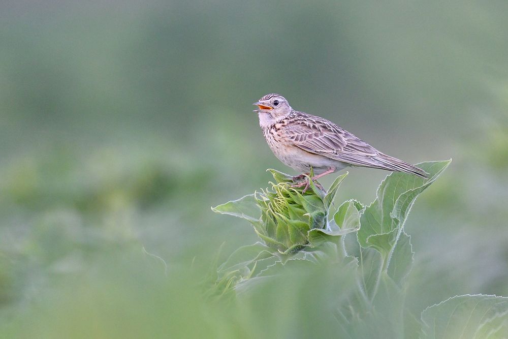 Photograph by Стоян Великов