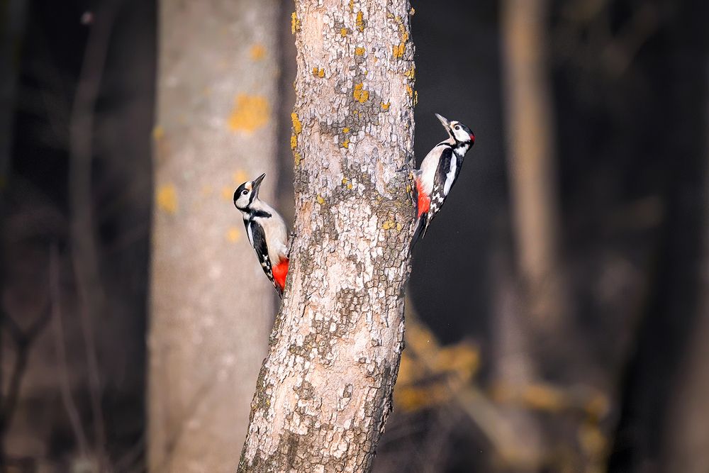 Photograph by Стоян Великов