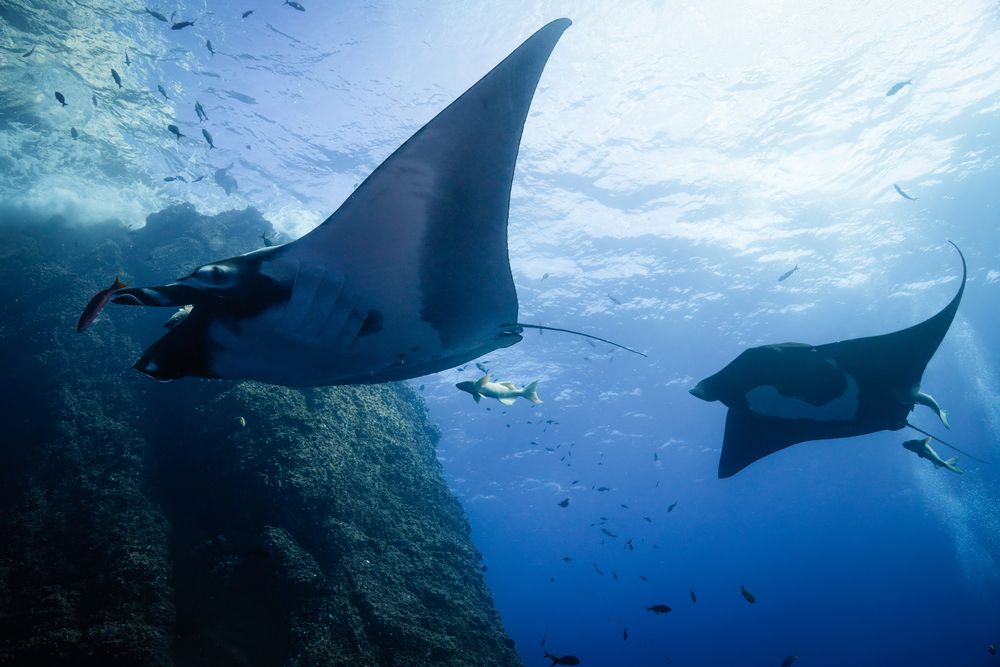Photograph by Willian Chang Nakahira