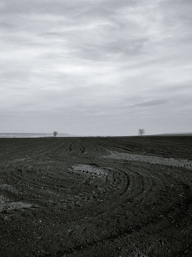 The field. Trees. B&W.