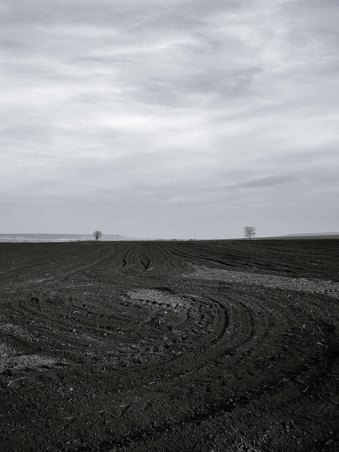 The field. Trees. B&W.