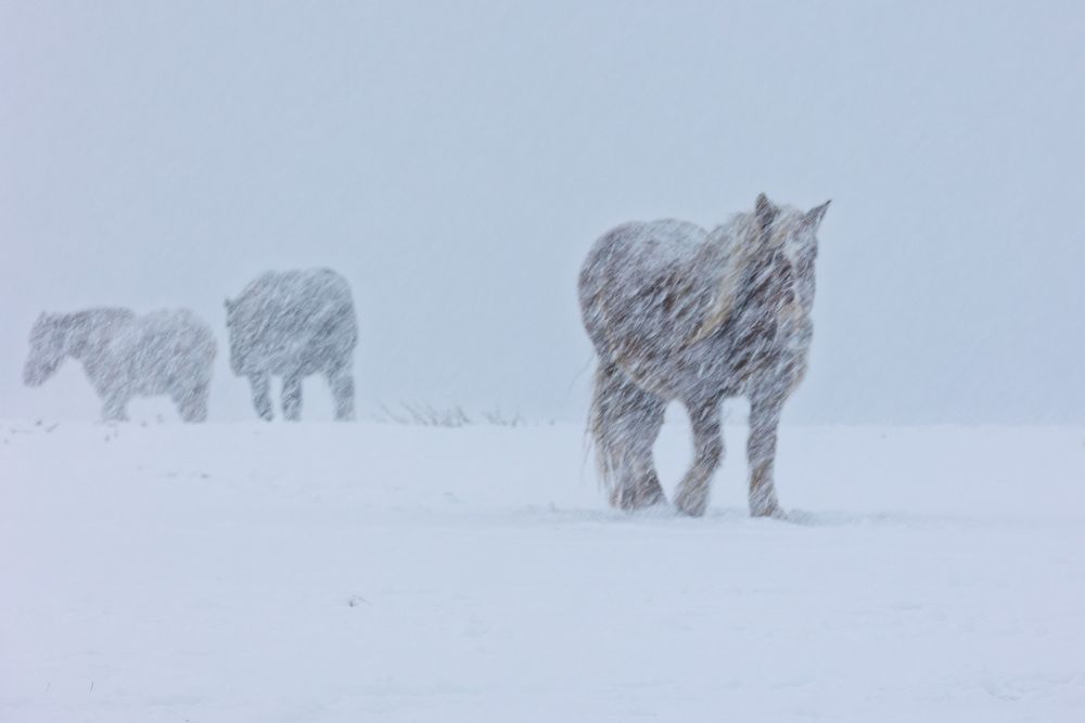 Photograph by Pierluigi Nisi