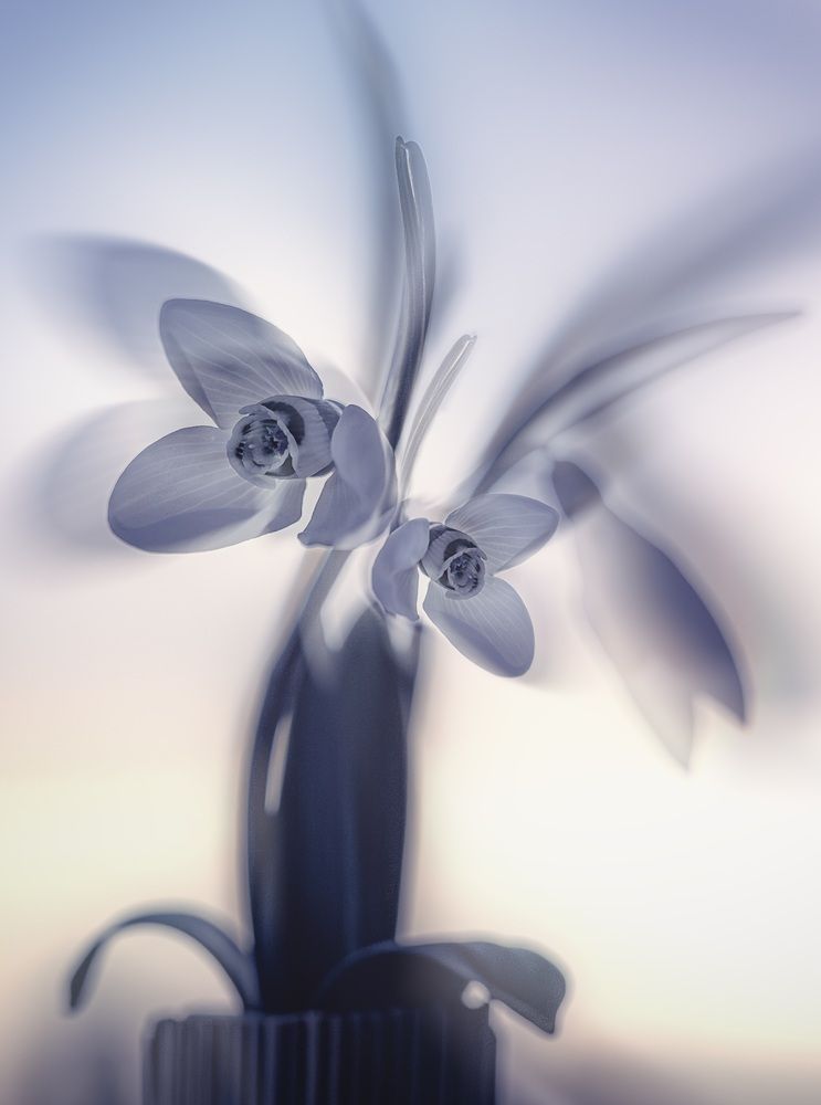 Photograph by Бобчева Веселина