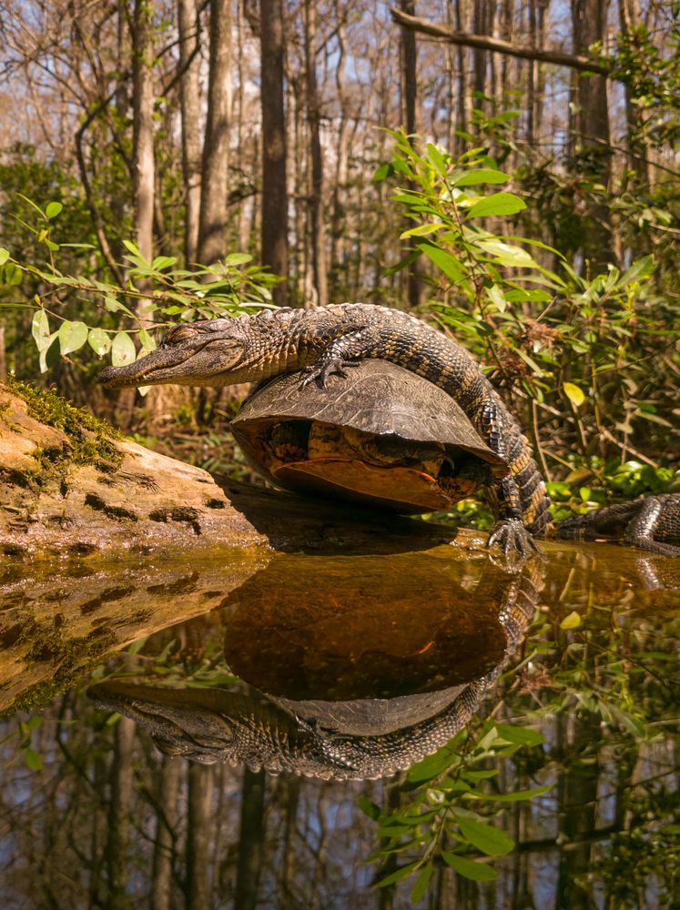 Swamp Hitchhiker