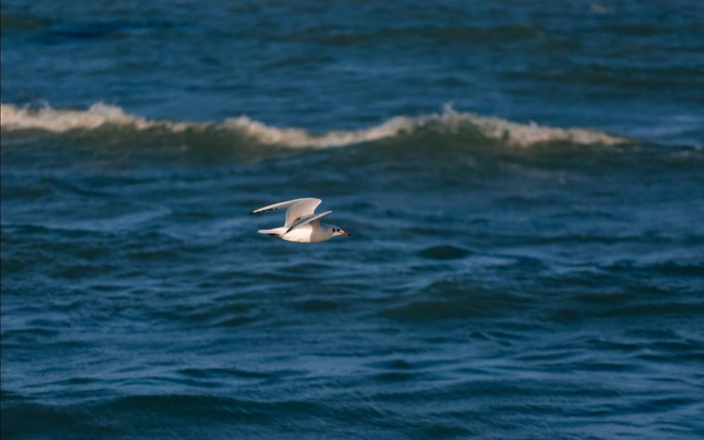 Photograph by Айшат Чупанова