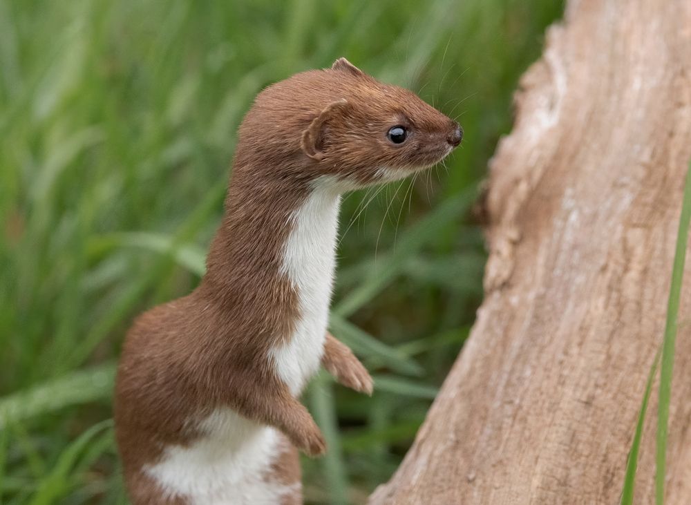 Stoat and Weasel