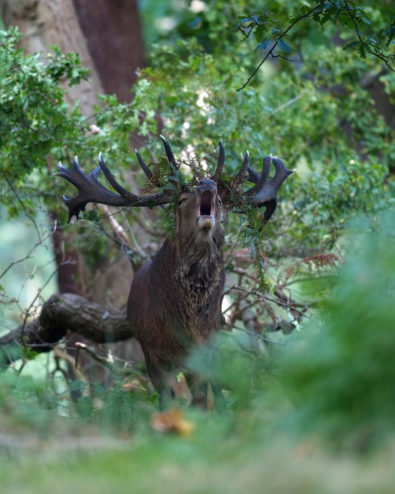 Crowned in the Wild