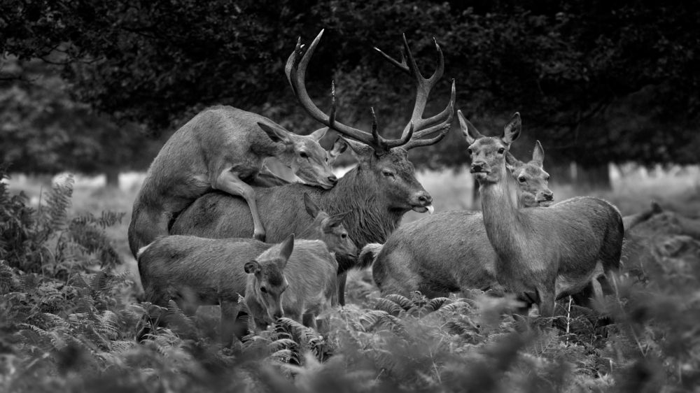 In the Shadow of the Dominant