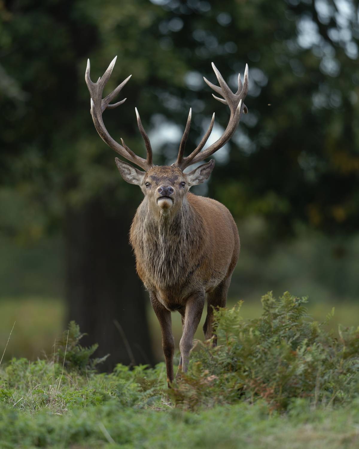 Guardian of the Range
