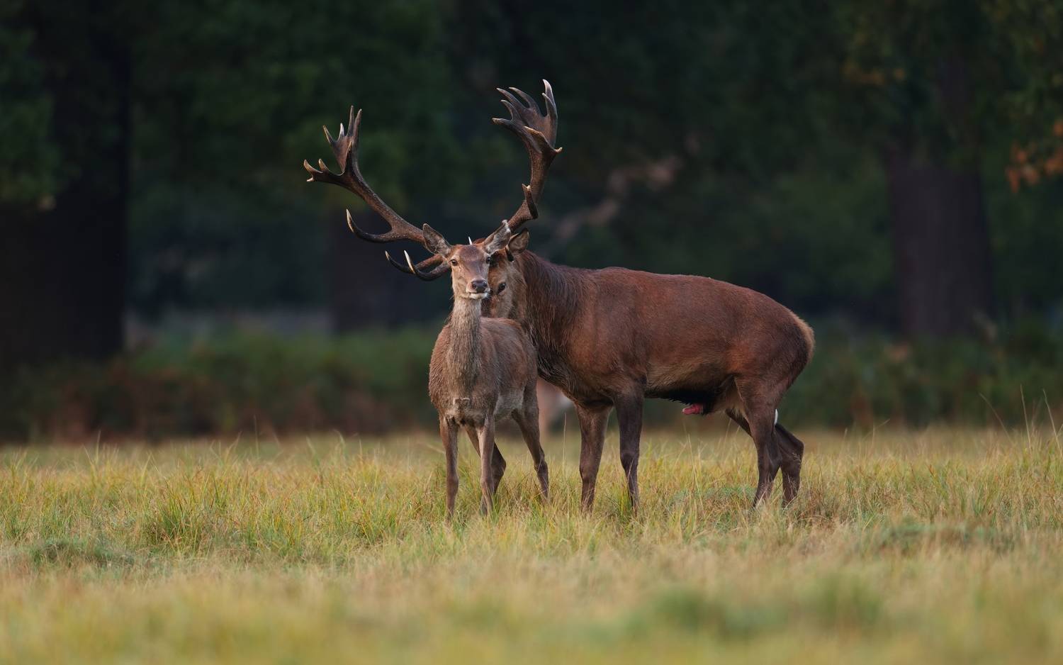 Strength and Proximity Strength and Proximity