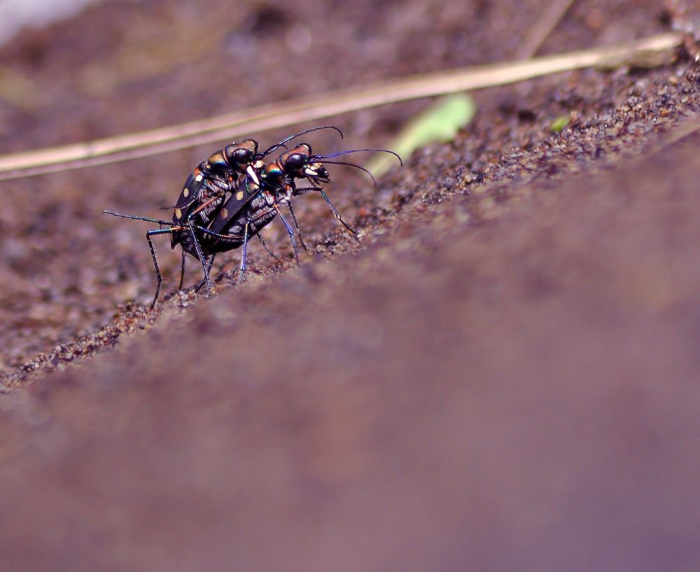 Фотография автора Joko Prayitno