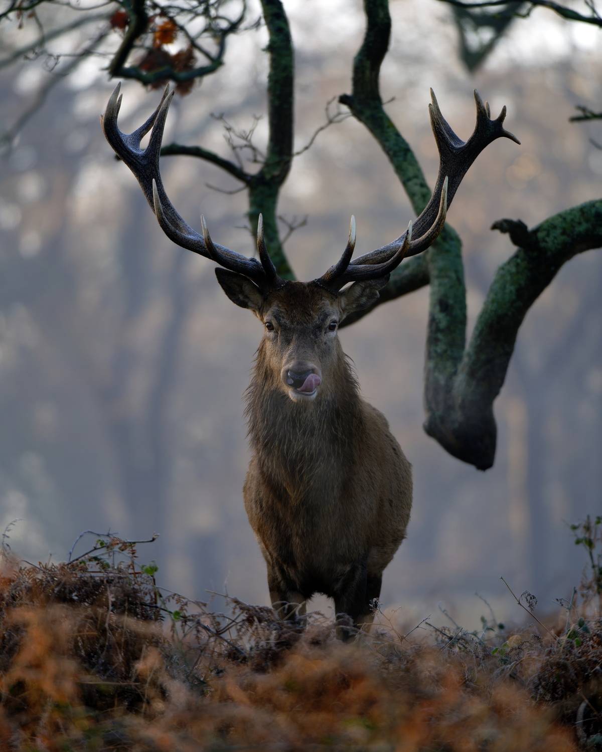 A Moment Before Silence