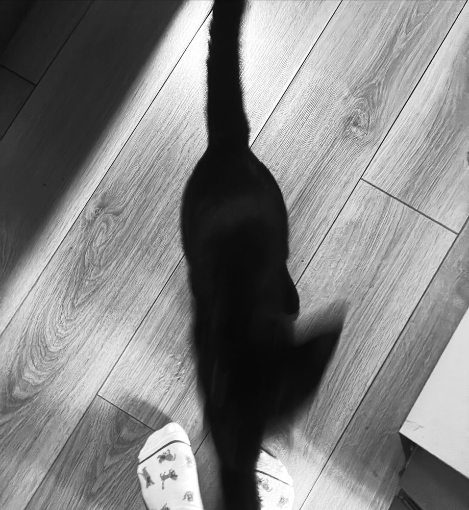 Photo #13363900
