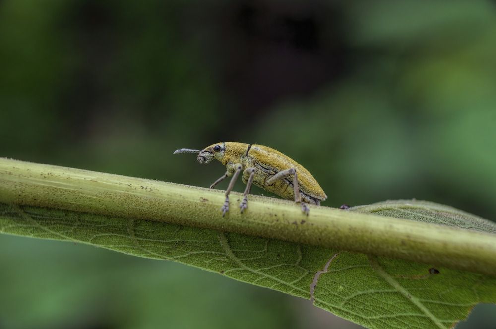 Фотография автора Joko Prayitno