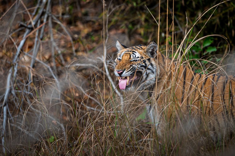 Photograph by Siddarth Sheri