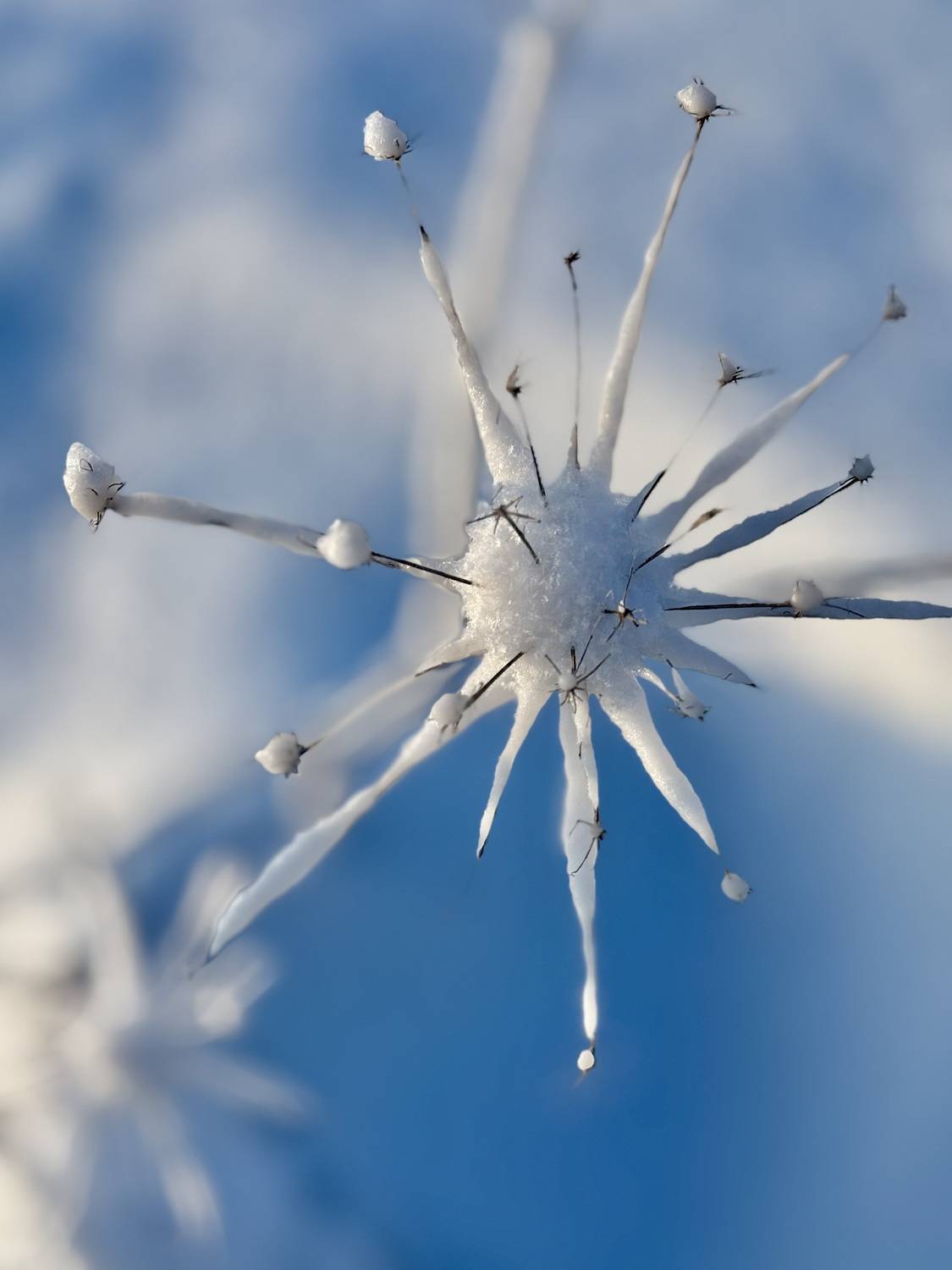 Зимний борщевик