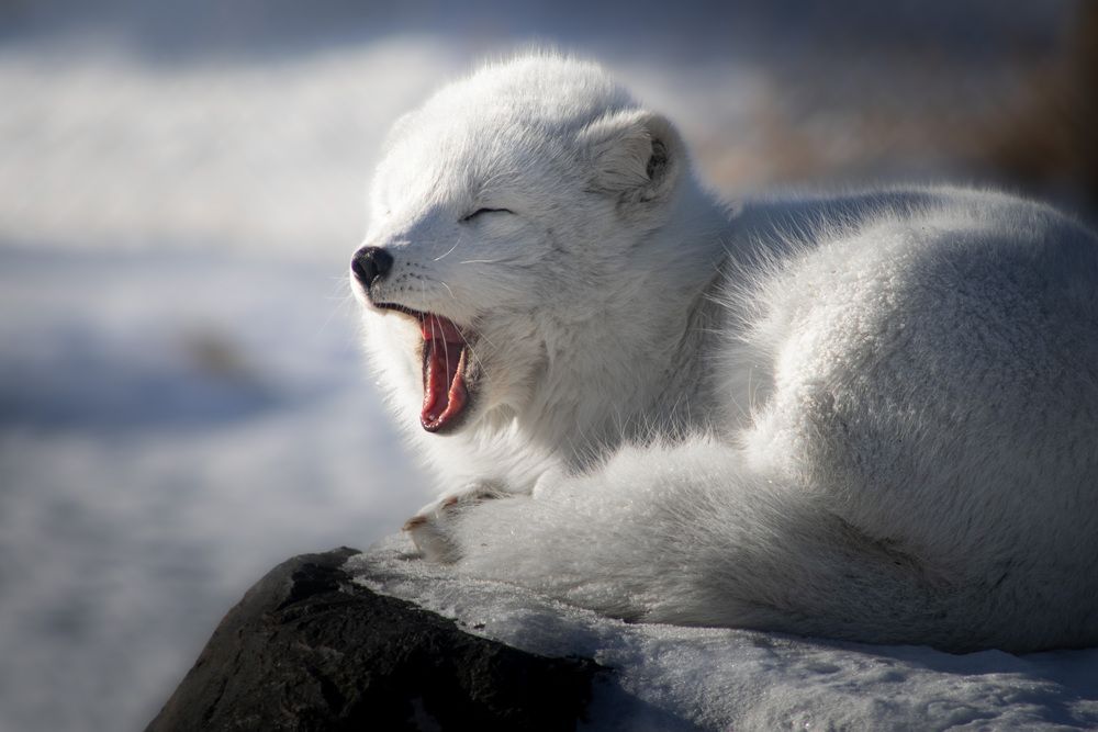 Foxy Nap