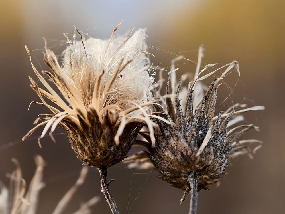 Не разлей вода