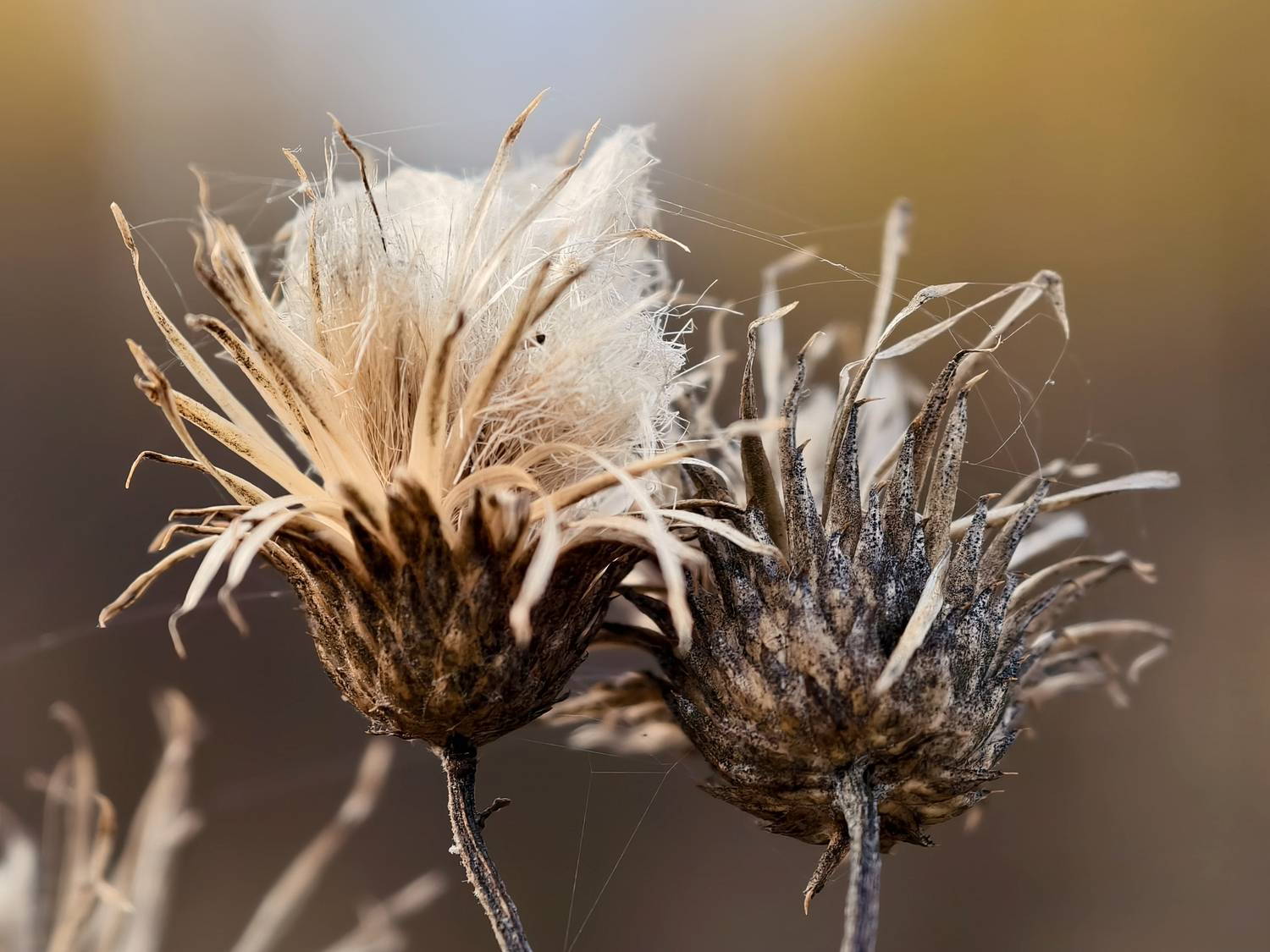 Не разлей вода