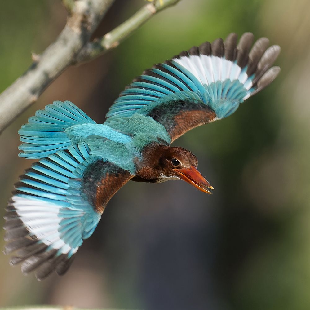 Photograph by Pham Anh Vu