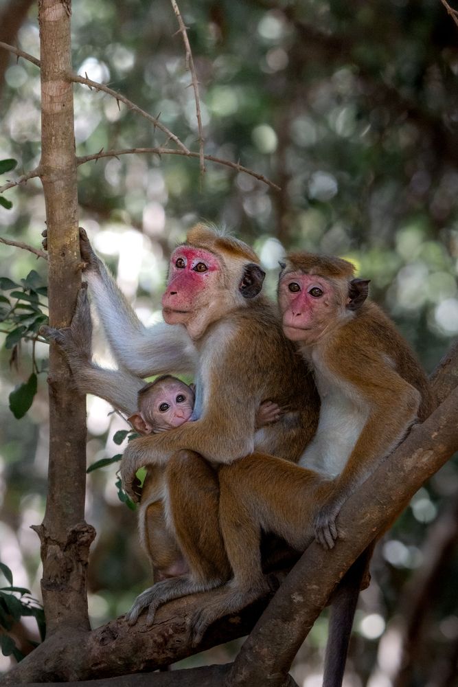 Photograph by Darshana Rukmal