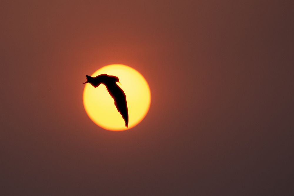 Sunset Sentinel