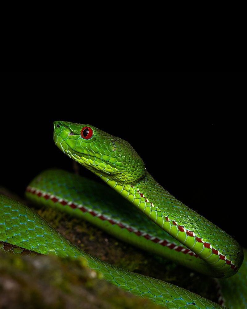 Venomous Elegance -