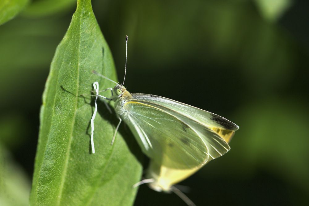 Фотография автора Tatyana Salieva